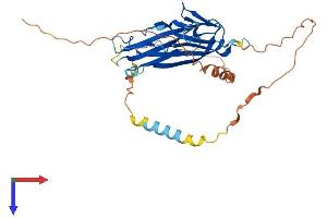 AlphaFold protein structure predicition of Mouse Recombinant Tnfsf9 Protein, UniprotID P41274
