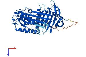 AlphaFold protein structure predicition of Human Recombinant SERPINB8 Protein, UniprotID P50452