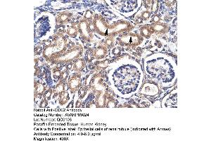 Human kidney (CDK1 anticorps  (C-Term))
