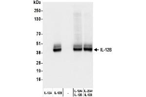 Western Blotting (WB) image for anti-Interleukin 12 beta (IL12B) (AA 23-328) antibody (ABIN7795738) (Recombinant IL12B anticorps  (AA 23-328))