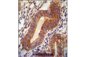 TPGS2 antibody (Center) (ABIN654487 and ABIN2844222) immunohistochemistry analysis in formalin fixed and paraffin embedded human uterus tissue followed by peroxidase conjugation of the secondary antibody and DAB staining.