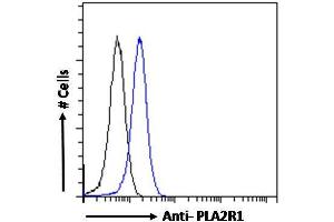 anti-phospholipase A2 Receptor 1, 180kDa (PLA2R1) (Internal Region) antibody