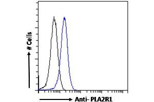 ABIN570997 Flow cytometric analysis of paraformaldehyde fixed HEK293 cells (blue line), permeabilized with 0. (PLA2R1 anticorps  (Internal Region))