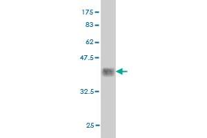 Western Blot detection against Immunogen (34.