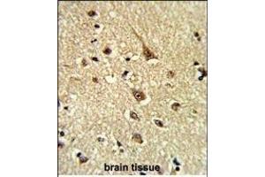 Formalin-fixed and paraffin-embedded human brain tissue reacted with GLO1 Antibody (N-term), which was peroxidase-conjugated to the secondary antibody, followed by DAB staining.