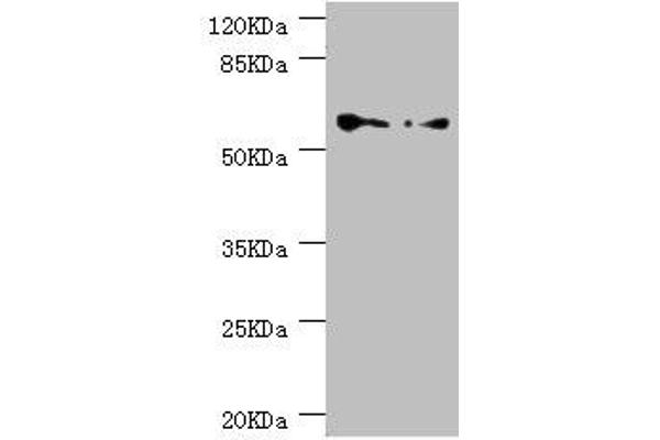 CCT5 antibody  (AA 1-270)
