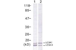 Western blot analysis of extract from human Hela cells using LC3A antibody (E021402). (MAP1LC3A anticorps)
