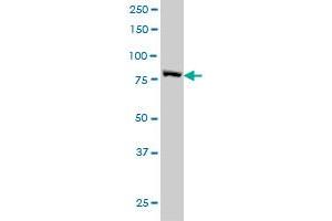 STAT3 monoclonal antibody (M02), clone 4D6 Western Blot analysis of STAT3 expression in HeLa .