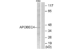 Western blot analysis of extracts from K562 cells, using APOBEC4 antibody. (APOBEC4 anticorps  (Internal Region))