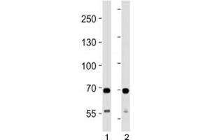 SDHA antibody western blot analysis in 1) human HeLa and 2) mouse C2C12 lysate.
