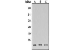 Western blot analysis of 42096 expression in HEK293T (A), NS-1 (B), H9C2 (C) whole cell lysates. (FAM215A anticorps  (C-Term))