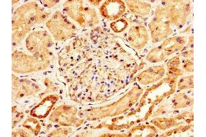IHC image of ABIN7159229 diluted at 1:200 and staining in paraffin-embedded human kidney tissue performed on a Leica BondTM system. (Melanoma gp100 anticorps  (AA 25-467))