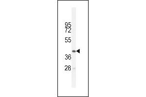 BTNL3 Antibody (C-term) (ABIN654857 and ABIN2844519) western blot analysis in HL-60 cell line lysates (35 μg/lane). (BTNL3 anticorps  (C-Term))