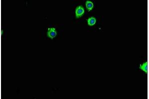 RPL26 anticorps  (AA 48-143)