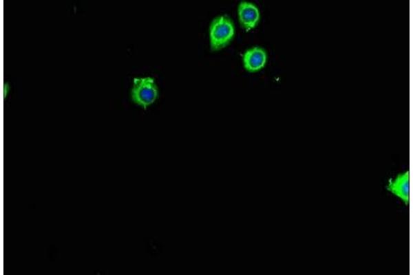 RPL26 anticorps  (AA 48-143)