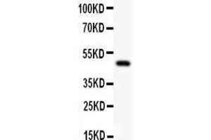 Anti-AP2 alpha Picoband antibody,  All lanes: Anti AP2A  at 0. (TFAP2A anticorps  (AA 1-166))