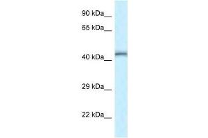 Western Blot showing Tead4 antibody used at a concentration of 1.