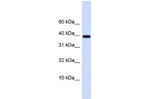 WB Suggested Anti-LECT1 Antibody Titration:  0.