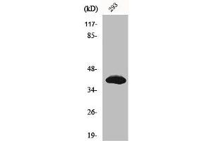 Western Blot analysis of 293 cells using Islet-2 Polyclonal Antibody (ISL2 anticorps  (Internal Region))