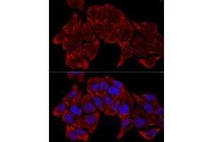 Confocal immunofluorescence analysis of HeLa cells using RPL8 antibody (ABIN6128659, ABIN6147155, ABIN6147156 and ABIN6214154) at dilution of 1:200.