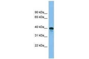 Image no. 1 for anti-TSC22 Domain Family, Member 4 (TSC22D4) (AA 241-290) antibody (ABIN6744602) (TSC22D4 anticorps  (AA 241-290))