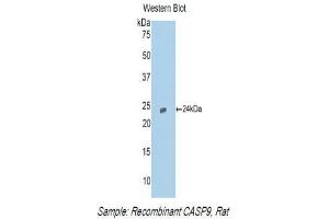 Western Blotting (WB) image for anti-Caspase 9, Apoptosis-Related Cysteine Peptidase (CASP9) (AA 1-200) antibody (ABIN3208220) (Caspase 9 anticorps  (AA 1-200))