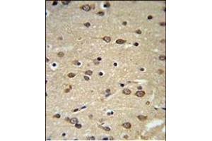 DLK2 Antibody (C-term) (ABIN652972 and ABIN2842616) IHC analysis in formalin fixed and paraffin embedded brain tissue followed by peroxidase conjugation of the secondary antibody and DAB staining.