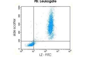 Image no. 2 for anti-Lysozyme (LYZ) antibody (ABIN1741599) (LYZ anticorps)