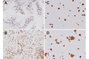 Immunohistochemistry analysis using Rabbit Anti-TLR4 Polyclonal Antibody .