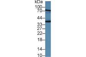 Detection of JAM2 in Rat Placenta lysate using Polyclonal Antibody to Junctional Adhesion Molecule 2 (JAM2) (JAM2 anticorps  (AA 74-250))