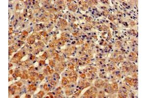 Immunohistochemistry of paraffin-embedded human adrenal gland tissue using ABIN7171259 at dilution of 1:100 (STXBP3 anticorps  (AA 266-528))