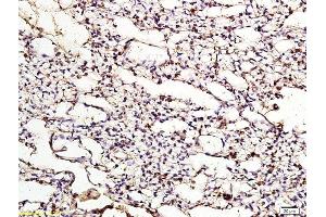 Formalin-fixed and paraffin embedded chicken lung labeled with Anti ApoER2 Polyclonal Antibody, Unconjugated  at 1:200 followed by conjugation to the secondary antibody and DAB staining