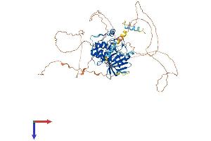 AlphaFold protein structure predicition of Mouse Recombinant Nuak1 Protein, UniprotID Q641K5