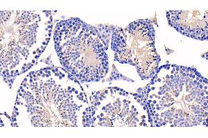 Detection of CASP1 in Mouse Testis Tissue using Polyclonal Antibody to Caspase 1 (CASP1)