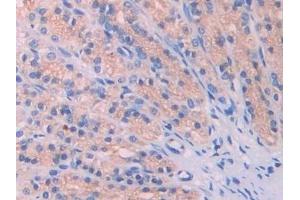 Detection of LAMP2 in Rat Stomach Tissue using Polyclonal Antibody to Lysosomal Associated Membrane Protein 2 (LAMP2)