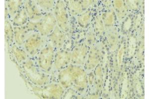 ABIN6277756 at 1/100 staining Mouse kidney tissue by IHC-P. (MFN1 anticorps  (Internal Region))