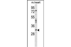 Western blot analysis in mouse heart tissue lysates (35ug/lane). (OTP anticorps  (AA 88-115))