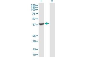 Western Blot analysis of TRUB1 expression in transfected 293T cell line by TRUB1 MaxPab polyclonal antibody. (TRUB1 anticorps  (AA 1-349))