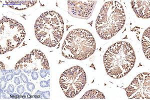 Immunohistochemical analysis of paraffin-embedded mouse testis tissue. (EFHD1 anticorps)
