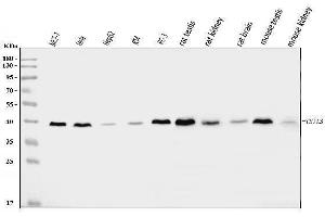 Western blot analysis of TSTA3/GFUS using anti-TSTA3/GFUS antibody (ABIN7825400). (GFUS (AA 44-321) anticorps)