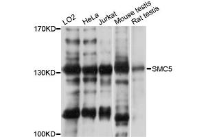 Western blot analysis of extracts of various cell lines, using SMC5 antibody (ABIN5971282) at 1:3000 dilution. (SMC5 anticorps)