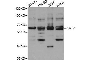 Western blot analysis of extracts of various cell lines, using KAT7 antibody (ABIN5973437) at 1/1000 dilution. (MYST2 anticorps)