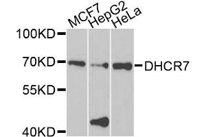 Western blot analysis of extracts of various cells, using DHCR7 antibody. (DHCR7 anticorps)