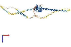AlphaFold protein structure predicition of Human Recombinant MSR1 Protein, UniprotID P21757