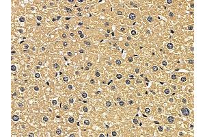 Cathepsin D Mouse Monoclonal Antibody at 1/100 staining mouse liver tissue by IHC-P. (Cathepsin D anticorps  (C-Term))