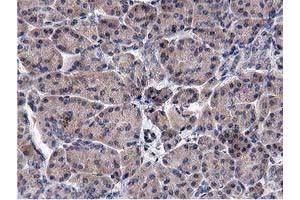 Image no. 1 for anti-Acyl-CoA Thioesterase 12 (ACOT12) antibody (ABIN1496414) (ACOT12 anticorps)