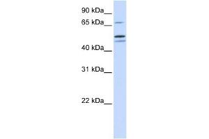 EARS2 antibody used at 1 ug/ml to detect target protein. (EARS2 anticorps)