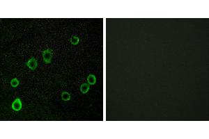 Peptide - +Immunofluorescence analysis of LOVO cells, using ADORA2A antibody. (Adenosine A2a Receptor anticorps  (Internal Region))