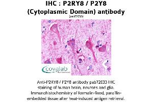 Image no. 1 for anti-Purinergic Receptor P2Y, G-Protein Coupled, 8 (P2RY8) (1st Cytoplasmic Domain) antibody (ABIN1737769)