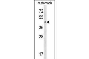 CHST14 Antibody (Center) (ABIN657872 and ABIN2846828) western blot analysis in mouse stomach tissue lysates (15 μg/lane). (CHST14 anticorps  (AA 178-205))